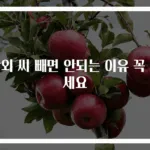 참외 씨 빼면 안되는 이유 꼭 보세요