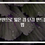 천원으로 떫은 감 단감 만드는 법