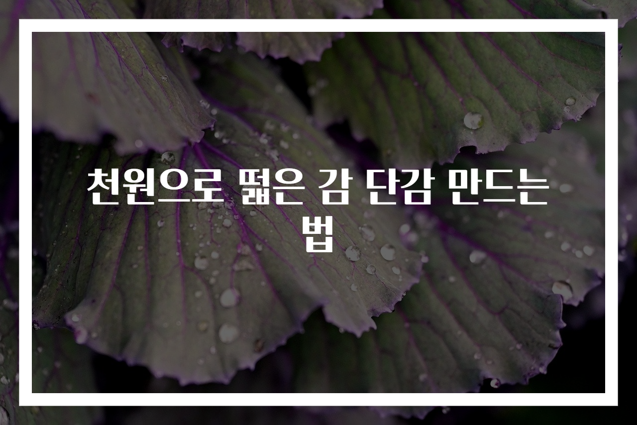 천원으로 떫은 감 단감 만드는 법
