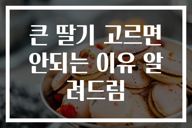 큰 딸기 고르면 안되는 이유 알려드림