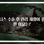 테니스 수술 후 관리 재활이 중요한 이유는?