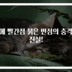 몸에 빨간점 붉은 반점의 충격적 진실!