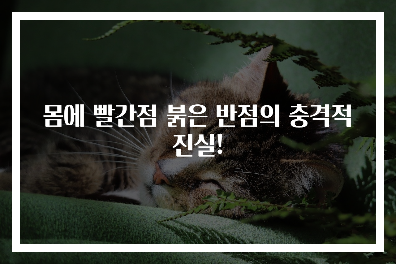몸에 빨간점 붉은 반점의 충격적 진실!