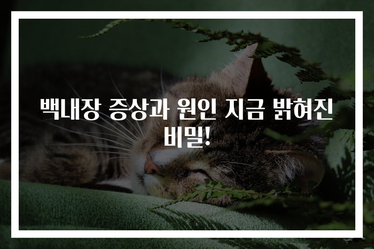 백내장 증상과 원인 지금 밝혀진 비밀!