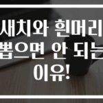 새치와 흰머리 뽑으면 안 되는 이유!