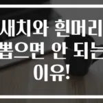 새치와 흰머리 뽑으면 안 되는 이유!