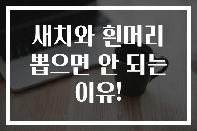새치와 흰머리 뽑으면 안 되는 이유!
