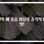 왼쪽 배 통증 이유와 충격적 비밀!