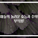 흑마늘의 놀라운 효능과 주의할 부작용!