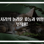 고사리의 놀라운 효능과 위험한 부작용!