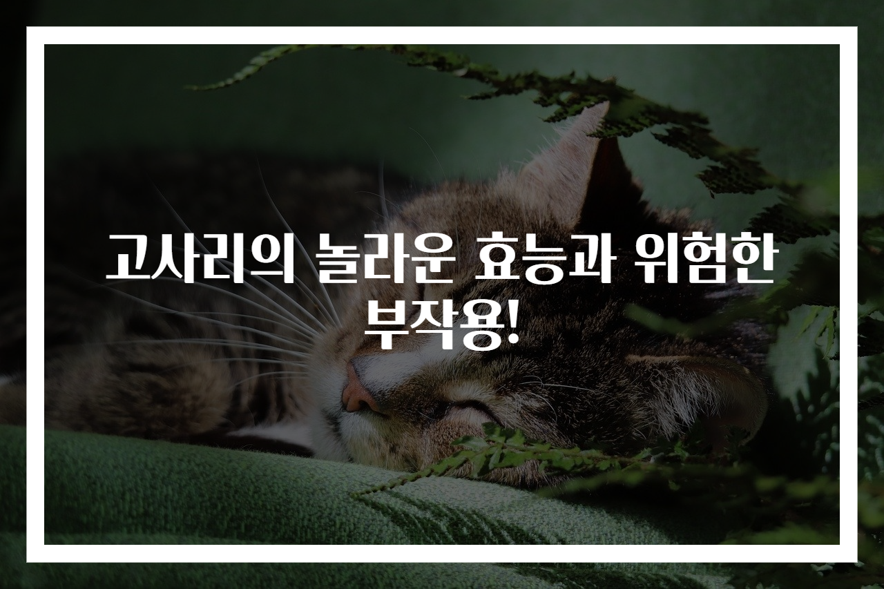 고사리의 놀라운 효능과 위험한 부작용!