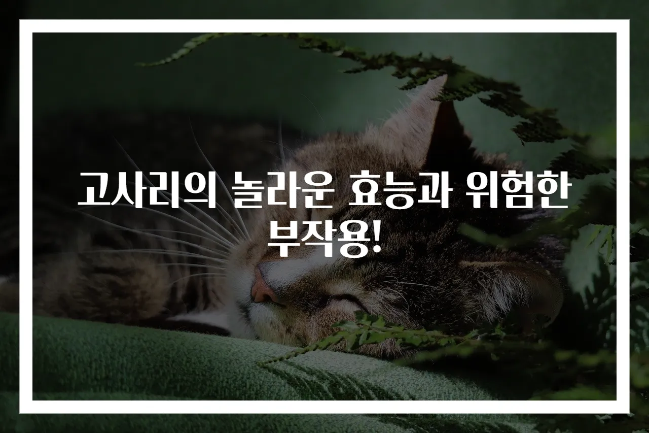고사리의 놀라운 효능과 위험한 부작용!