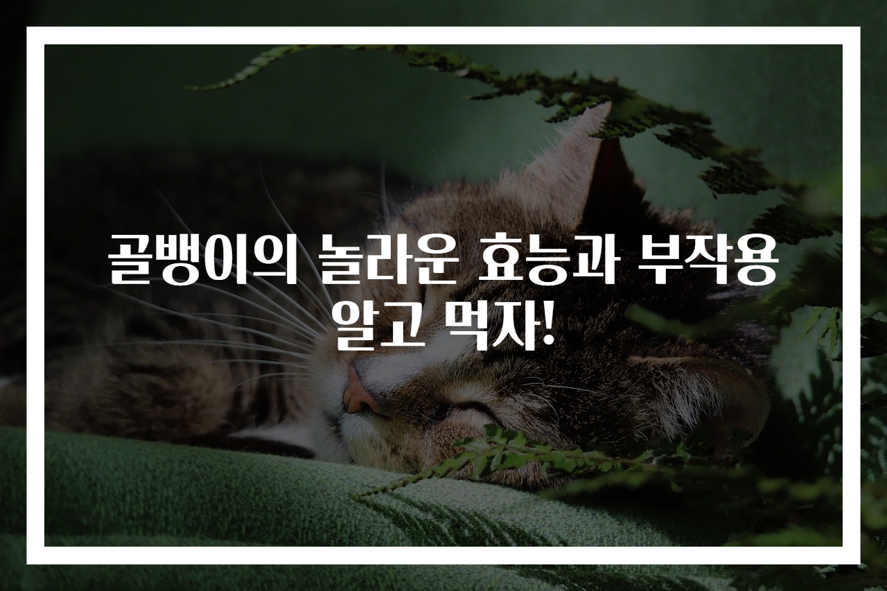 골뱅이의 놀라운 효능과 부작용 알고 먹자!