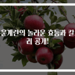 구운계란의 놀라운 효능과 칼로리 공개!