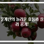 구운계란의 놀라운 효능과 칼로리 공개!