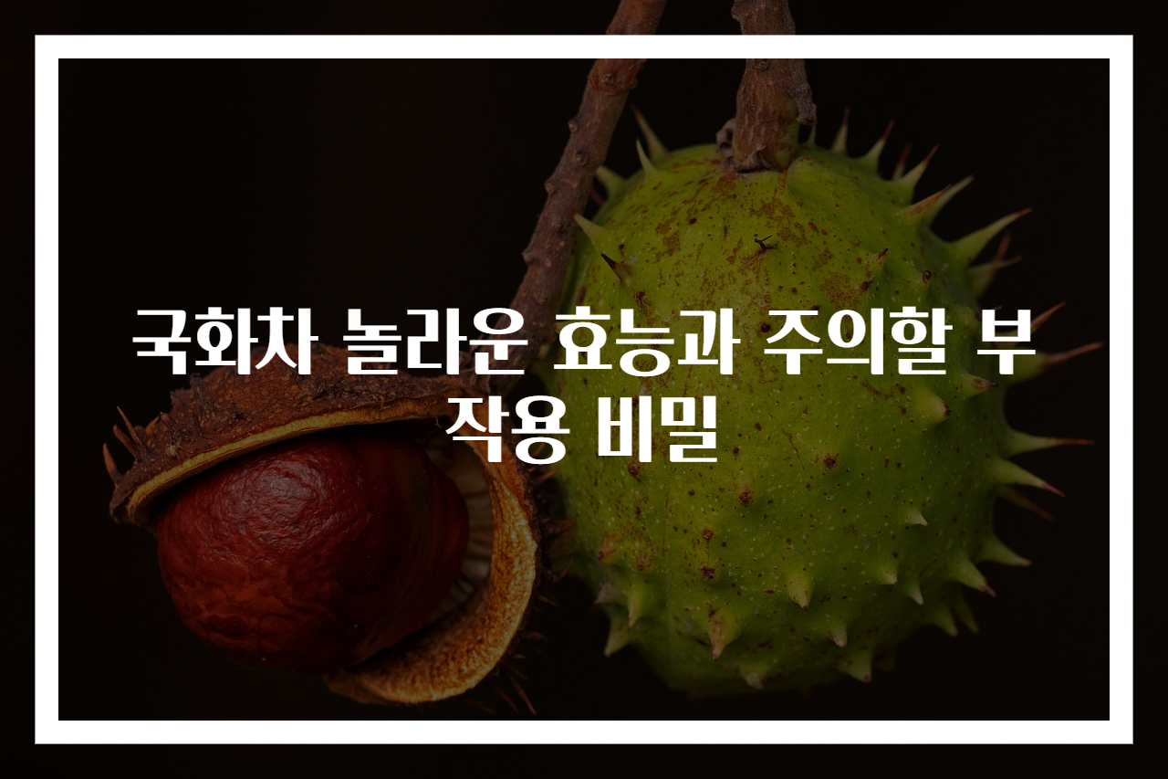 국화차 놀라운 효능과 주의할 부작용 비밀