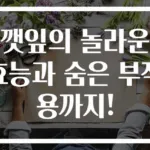 깻잎의 놀라운 효능과 숨은 부작용까지!