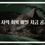 눈 시력 회복 비밀 지금 공개!