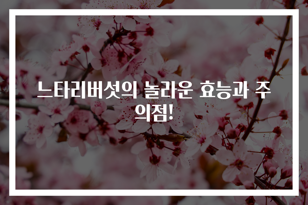 느타리버섯의 놀라운 효능과 주의점!