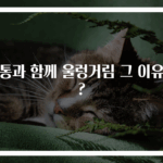 두통과 함께 울렁거림 그 이유는?