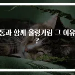 두통과 함께 울렁거림 그 이유는?