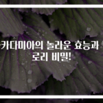 마카다미아의 놀라운 효능과 칼로리 비밀!