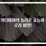 마카다미아의 놀라운 효능과 칼로리 비밀!