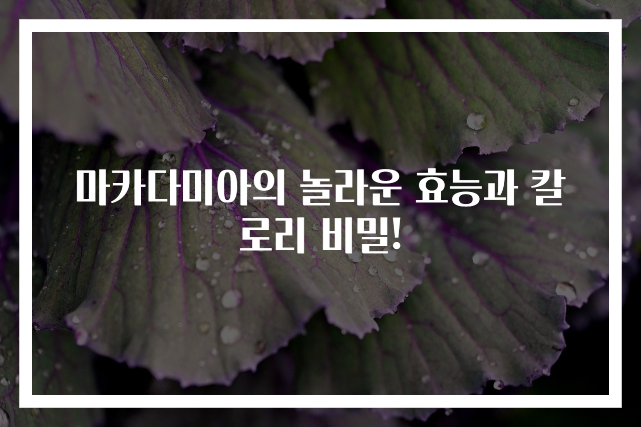 마카다미아의 놀라운 효능과 칼로리 비밀!