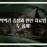망막박리 증상과 원인 치료법 모두 공개!