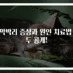망막박리 증상과 원인 치료법 모두 공개!