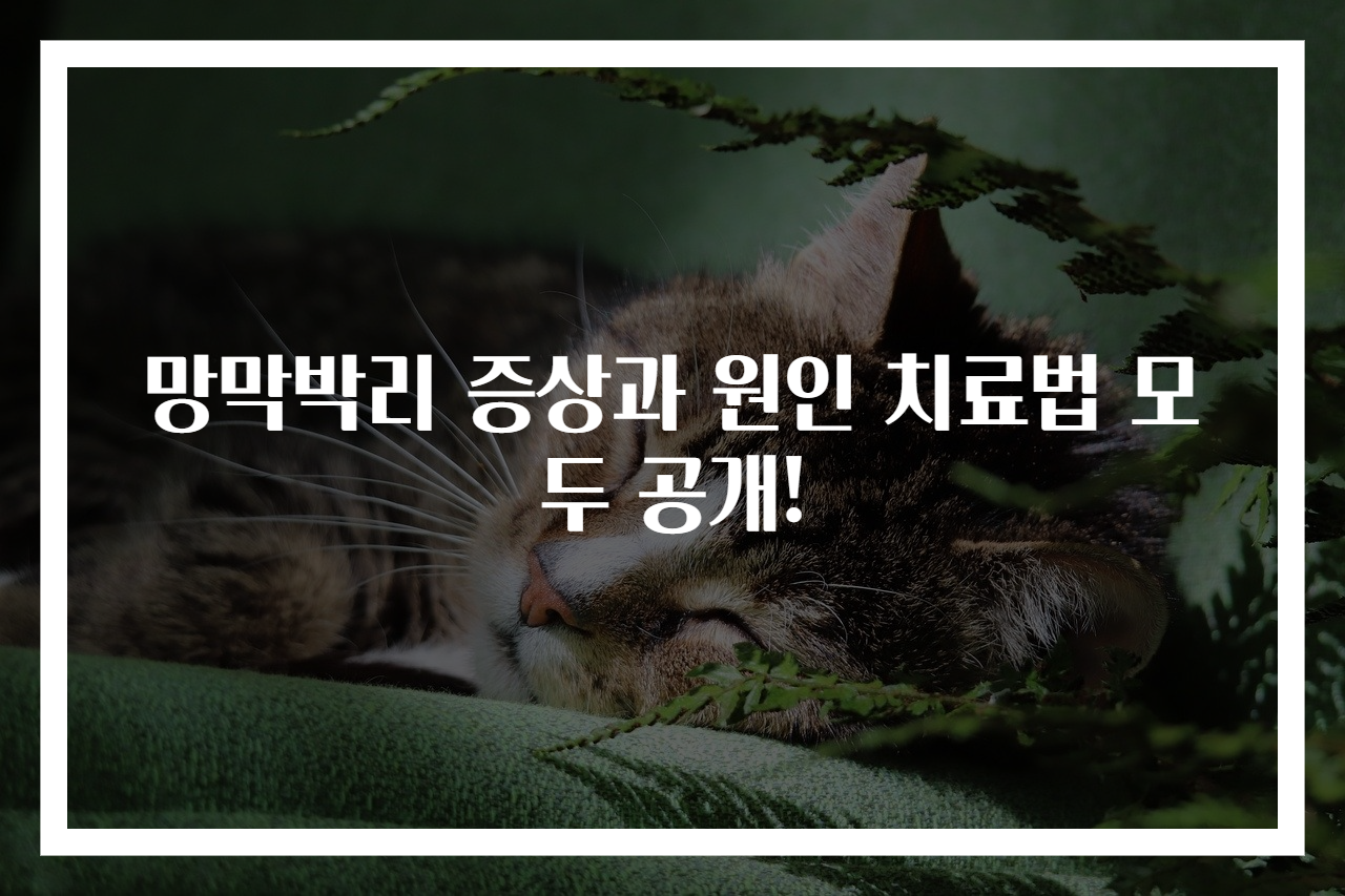 망막박리 증상과 원인 치료법 모두 공개!