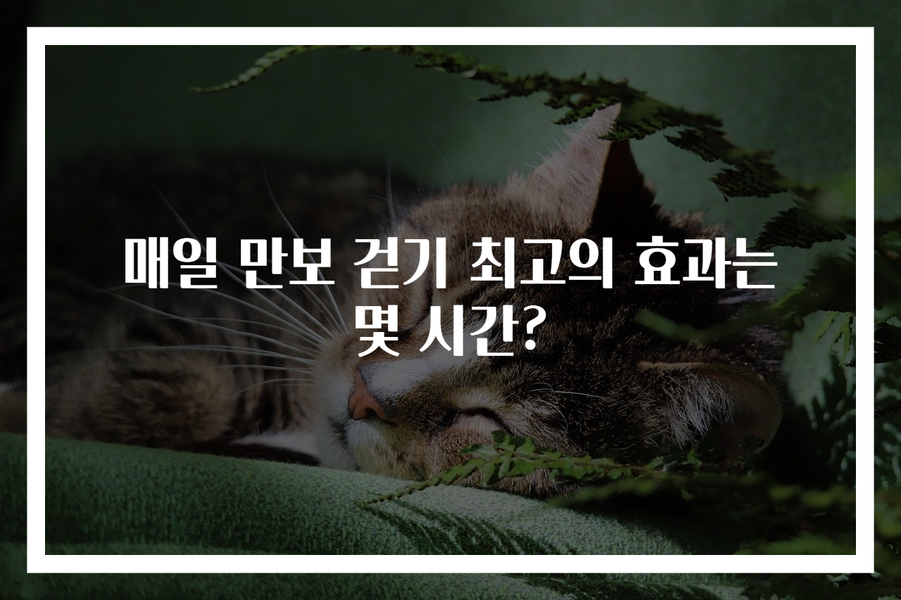 매일 만보 걷기 최고의 효과는 몇 시간?