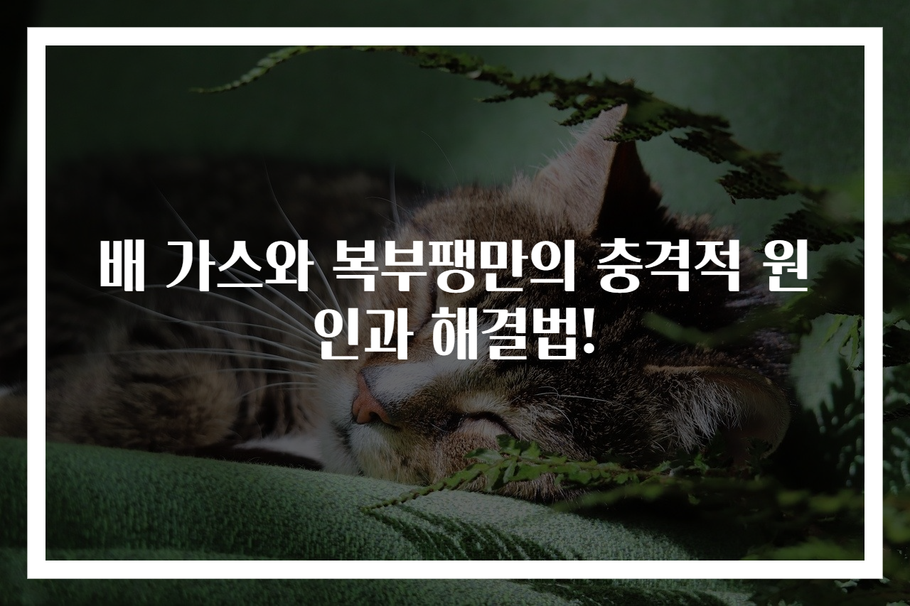 배 가스와 복부팽만의 충격적 원인과 해결법!