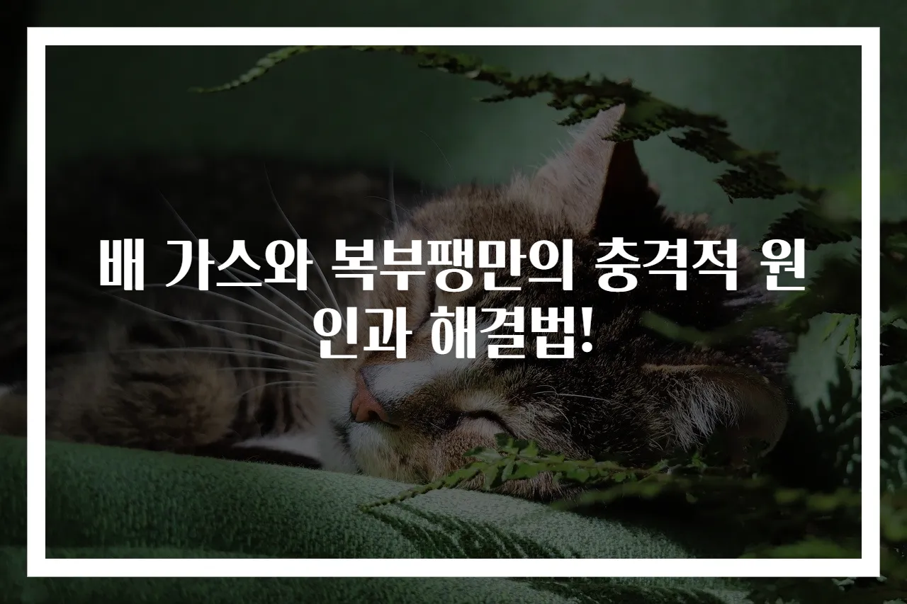 배 가스와 복부팽만의 충격적 원인과 해결법!