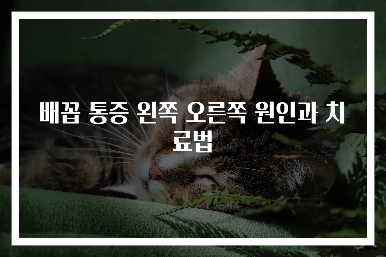 배꼽 통증 왼쪽 오른쪽 원인과 치료법