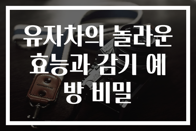 유자차의 놀라운 효능과 감기 예방 비밀