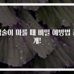 입술이 마를 때 비밀 예방법 공개!