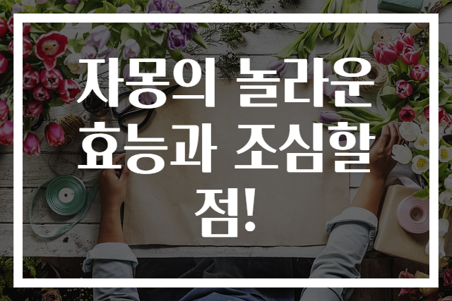 자몽의 놀라운 효능과 조심할 점!