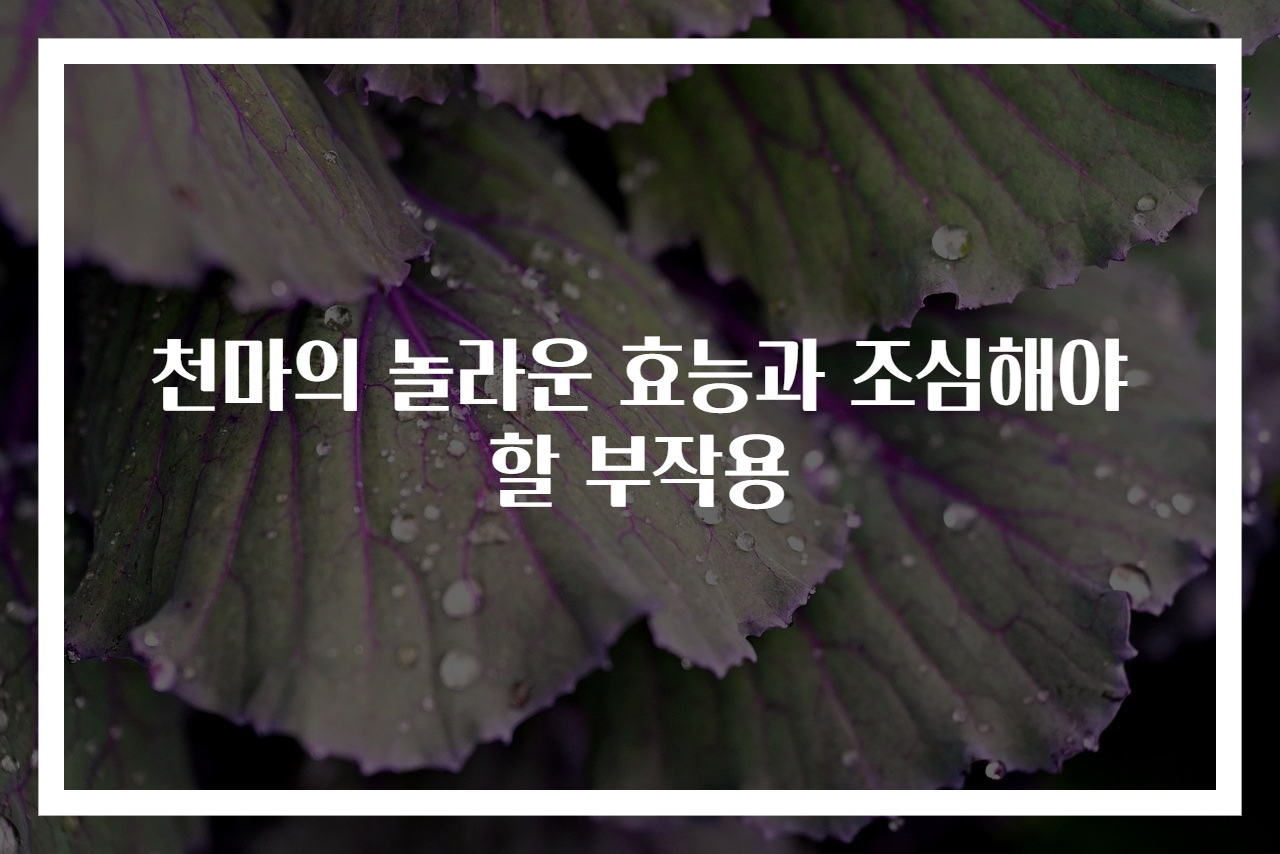 천마의 놀라운 효능과 조심해야 할 부작용