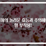 천마의 놀라운 효능과 주의해야 할 부작용!