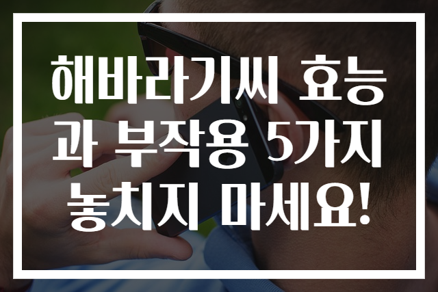 해바라기씨 효능과 부작용 5가지 놓치지 마세요!