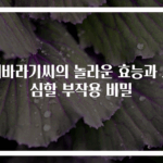 해바라기씨의 놀라운 효능과 조심할 부작용 비밀