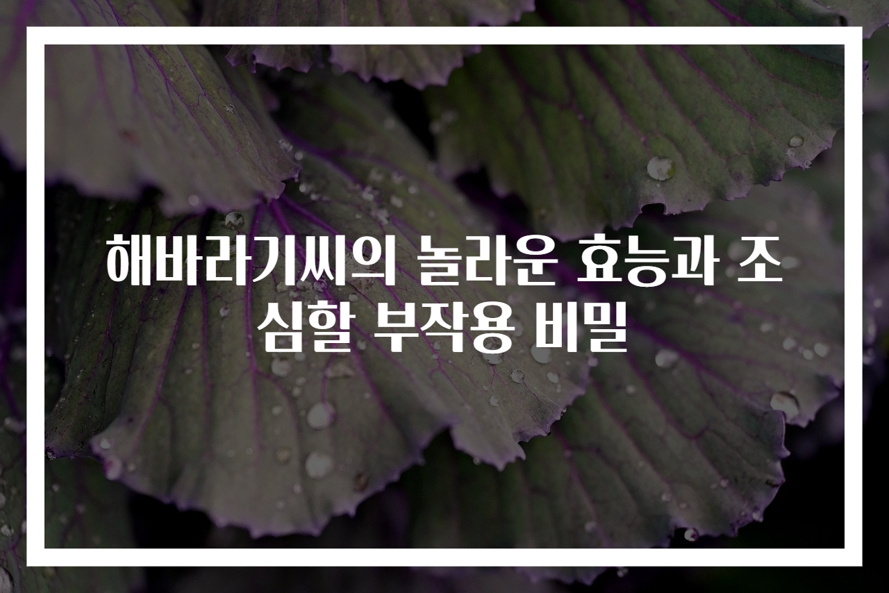 해바라기씨의 놀라운 효능과 조심할 부작용 비밀