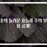 흑초의 놀라운 효능과 주의 부작용 공개!