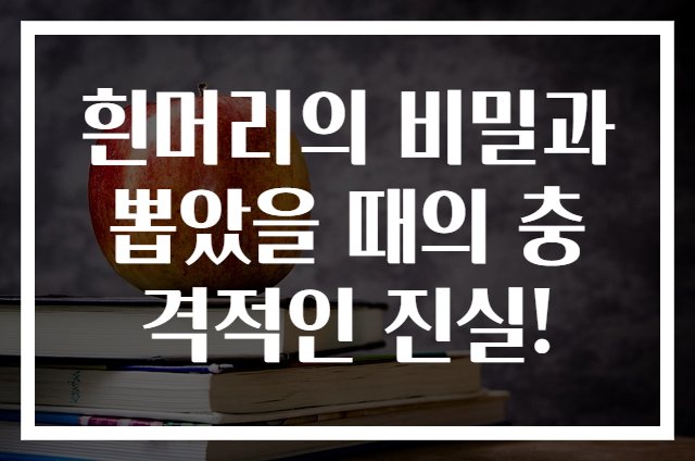 흰머리의 비밀과 뽑았을 때의 충격적인 진실!