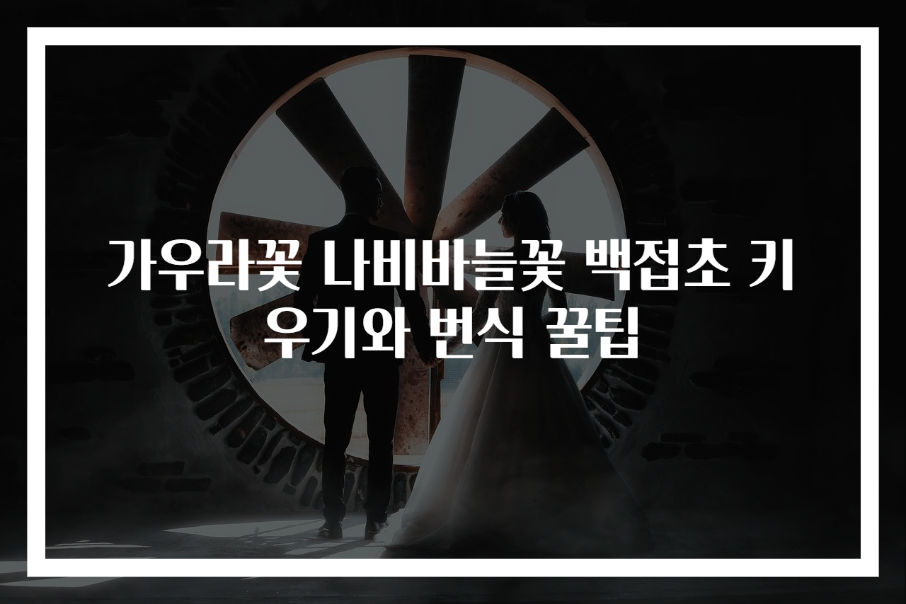 가우라꽃 나비바늘꽃 백접초 키우기와 번식 꿀팁