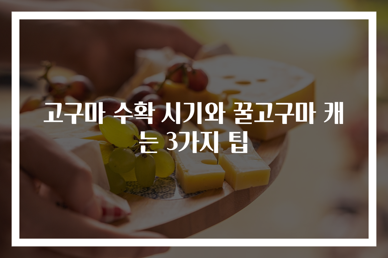 고구마 수확 시기와 꿀고구마 캐는 3가지 팁