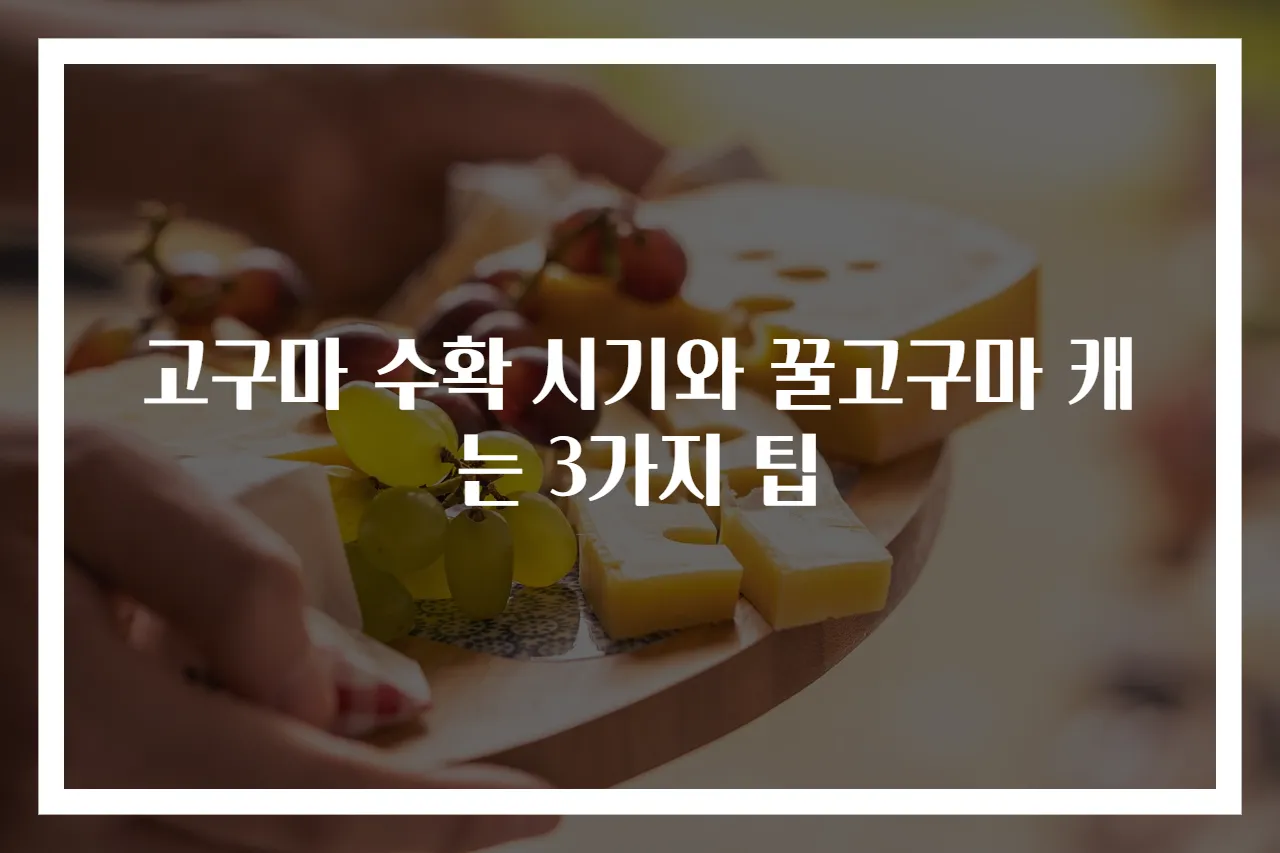 고구마 수확 시기와 꿀고구마 캐는 3가지 팁
