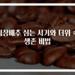 김장배추 심는 시기와 더위 속 생존 비법