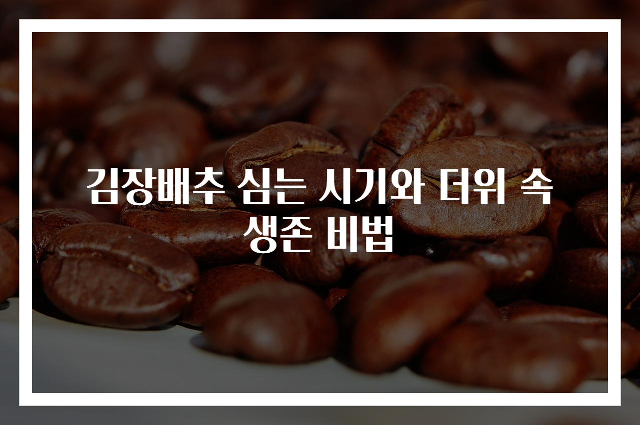 김장배추 심는 시기와 더위 속 생존 비법